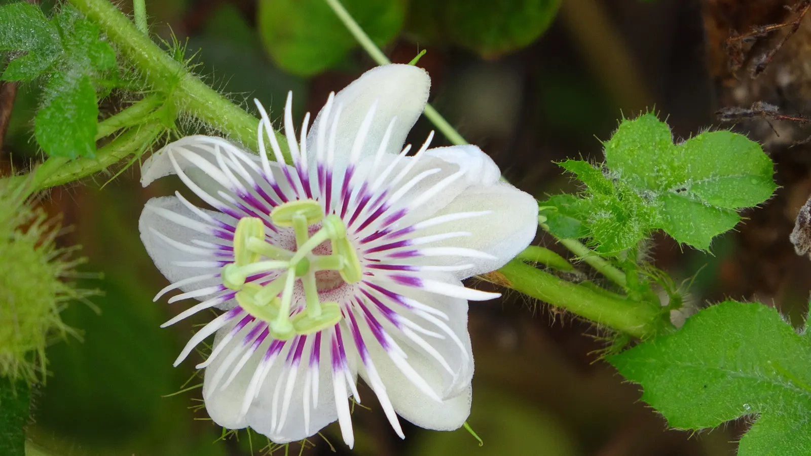 Passion Flower (Passiflora Membranacea) — With these simple care guidelines; a design that's often associated with the crucifixion of Christ