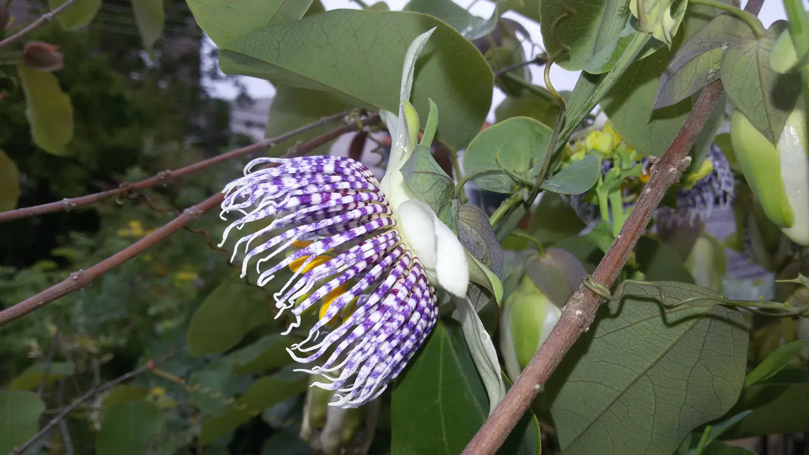 Passion Flower (Passiflora Membranacea) — commonly known as Passion Flower; this perennial thrives in full sun to partial shade