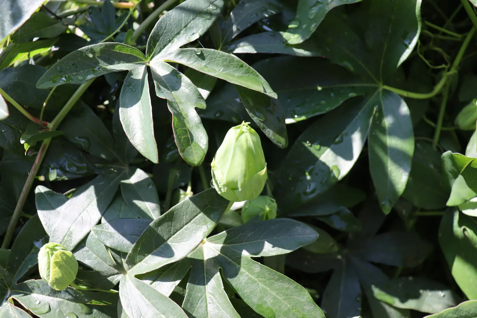 Passion Flower (Passiflora Membranacea) — This perennial is frost-sensitive