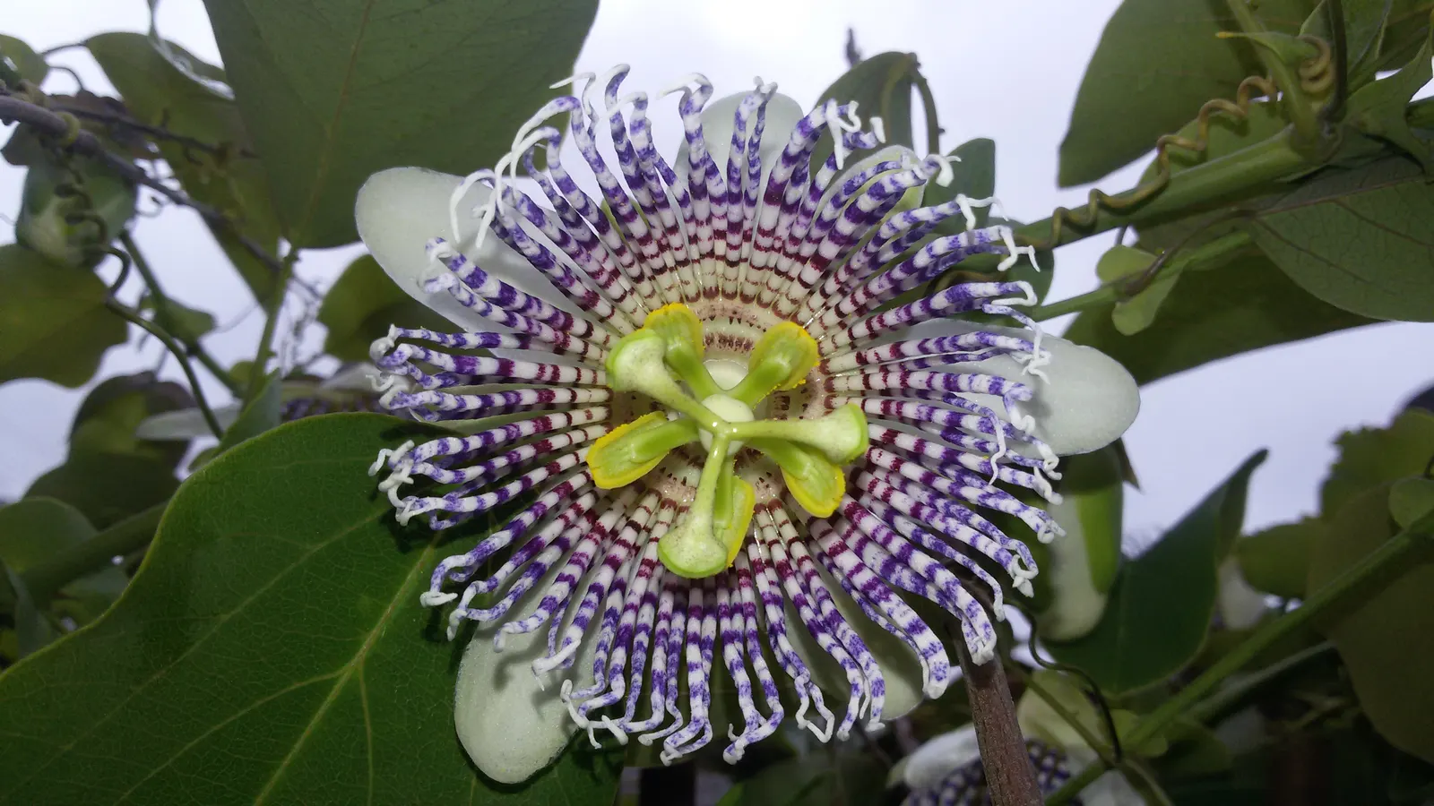 Passion Flower (Passiflora Membranacea) — These blossoms typically appear from mid-summer through early autumn; which is how it earned its common name