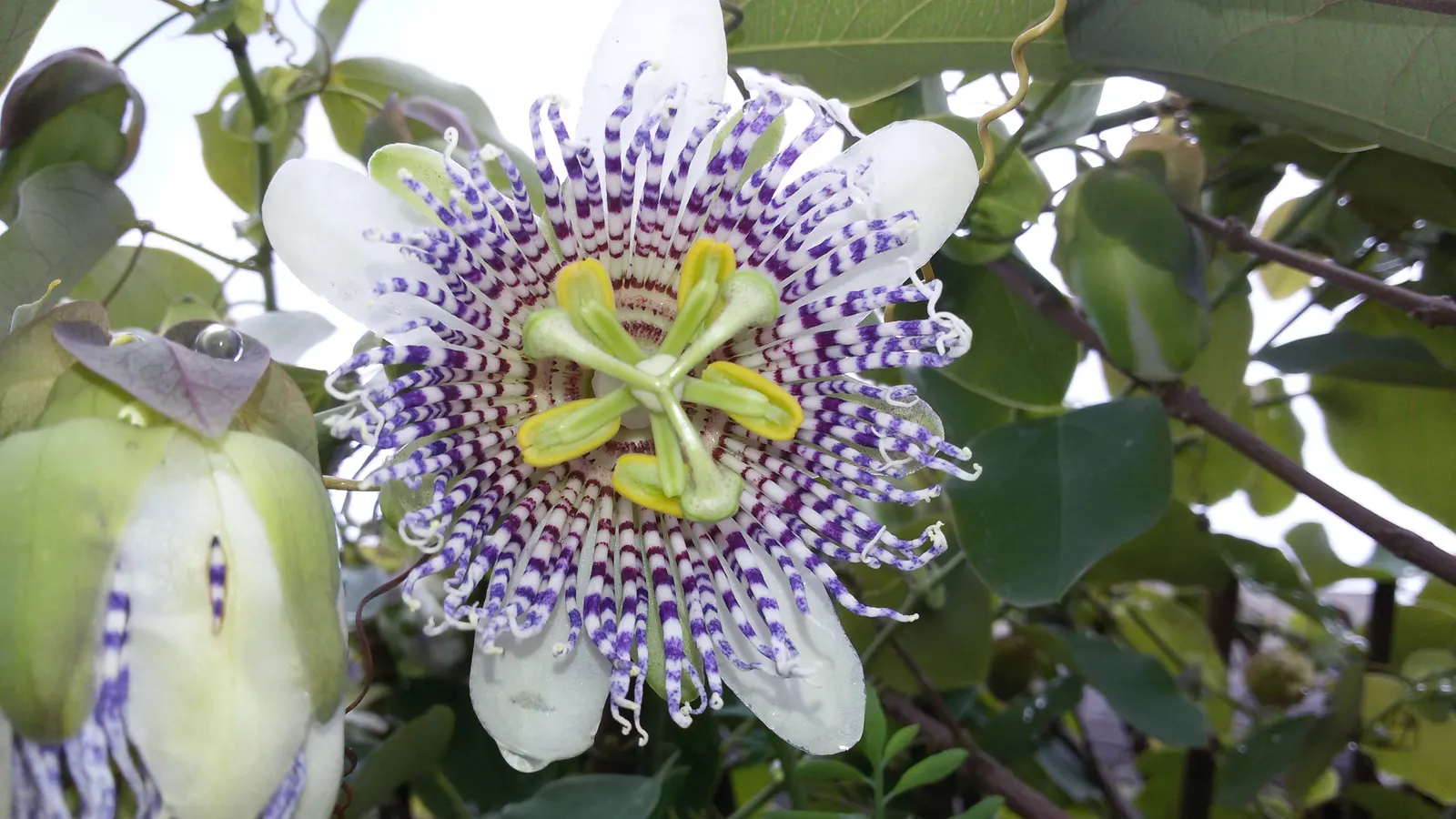 Passion Flower (Passiflora Membranacea) — vine with green and multi-colored and violet and yellow blooms; usually about 3 to 4 inches in diameter