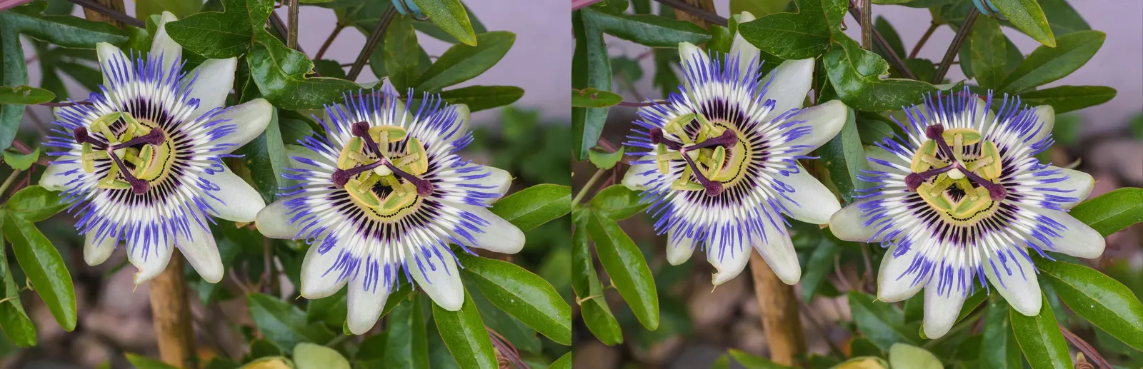 Passion Flower (Passiflora Membranacea) — which is how it earned its common name; is hardy in USDA zones 9-11
