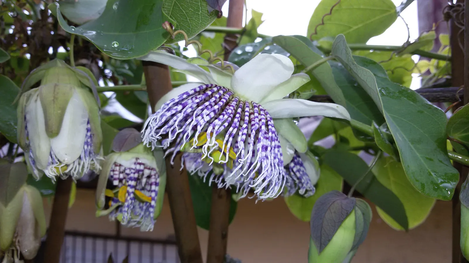 Passion Flower (Passiflora Membranacea) — achieving a spread of up to 6 feet wide and climbing to heights of 10-15 feet; native to Central and South America