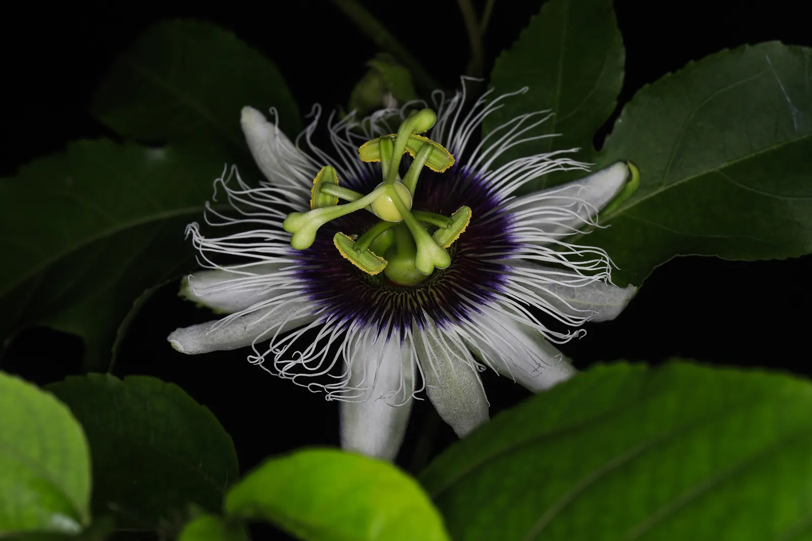 Passion Flower (Passiflora Membranacea) — achieving a spread of up to 6 feet wide and climbing to heights of 10-15 feet; native to Central and, image 71