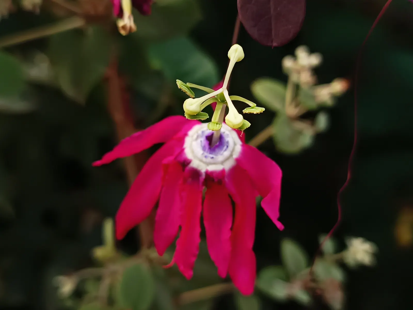 Passion Flower (Passiflora Membranacea) — green and multi-colored and violet and yellow flowers in the garden; achieving a spread of up to 6 feet, image 64