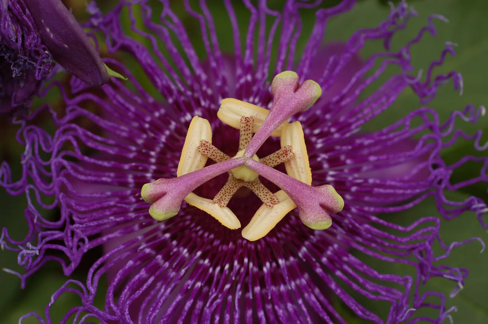 Passion Flower (Passiflora Membranacea) — This perennial thrives in full sun to partial shade; featuring a distinctive crown of violet filaments atop 5 white