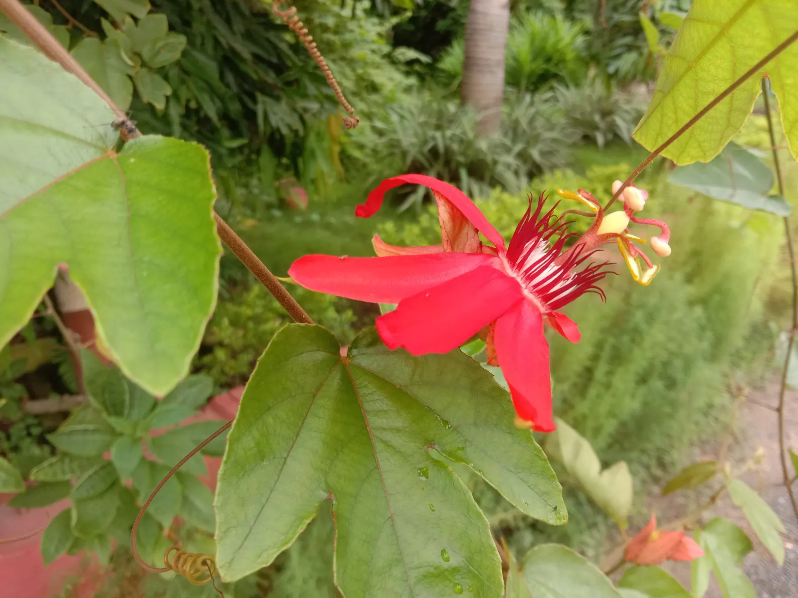Passion Flower (Passiflora Membranacea) — which is how it earned its common name; is hardy in USDA zones 9-11, image 58