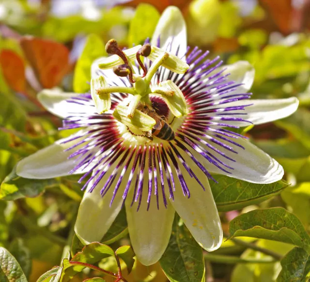 Passion Flower (Passiflora Membranacea) — a design that's often associated with the crucifixion of Christ; vine for full, image 57