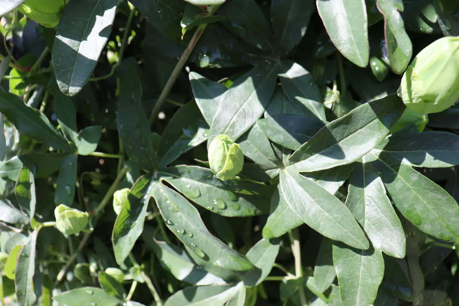 Passion Flower (Passiflora Membranacea) — is a lively climber with exquisitely complex flowers; this vigorous climber can quickly cover trellises