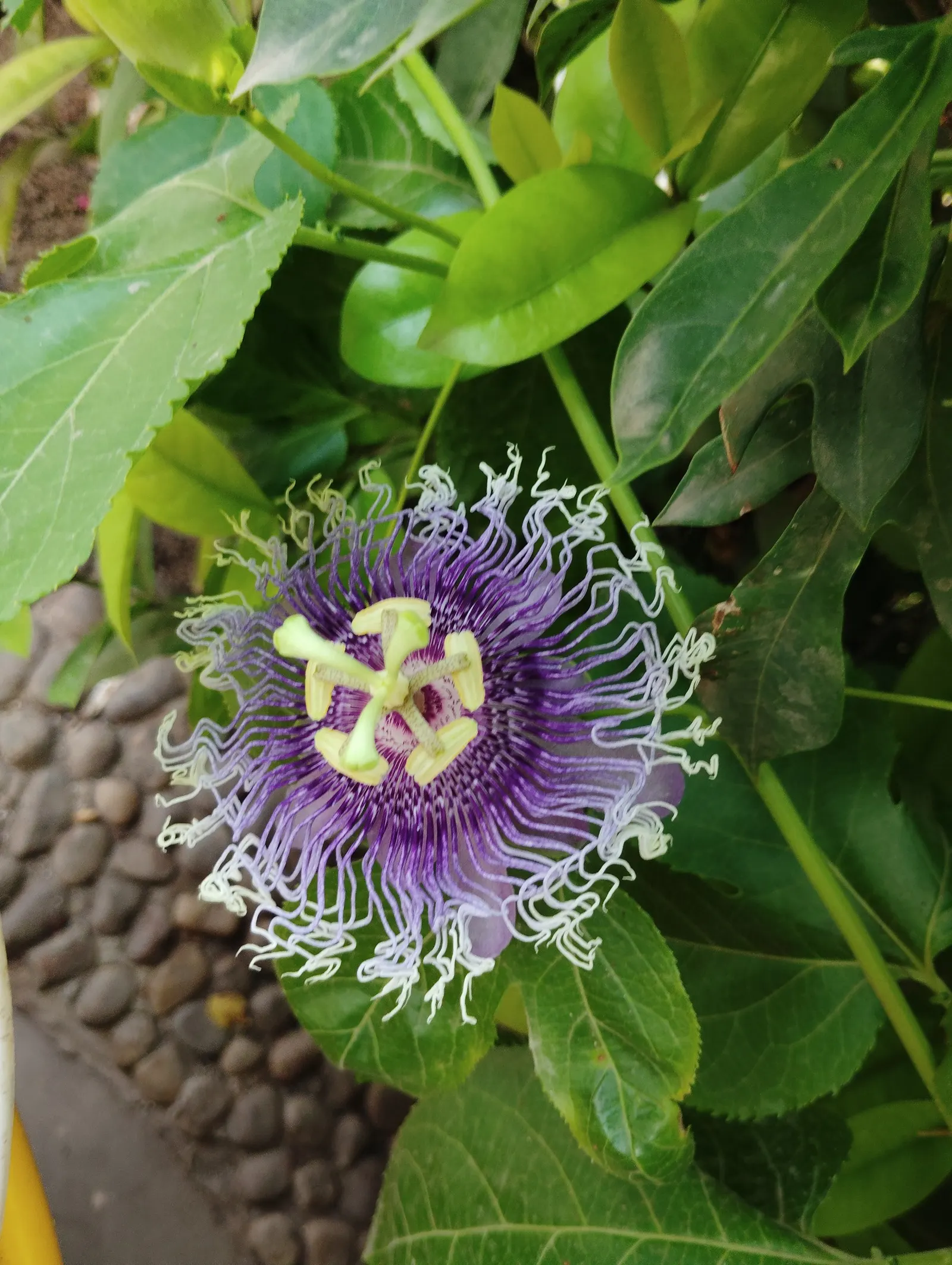 Passion Flower (Passiflora Membranacea) — vine with green and multi-colored and violet and yellow blooms; usually about 3 to 4 inches in diameter, image 87