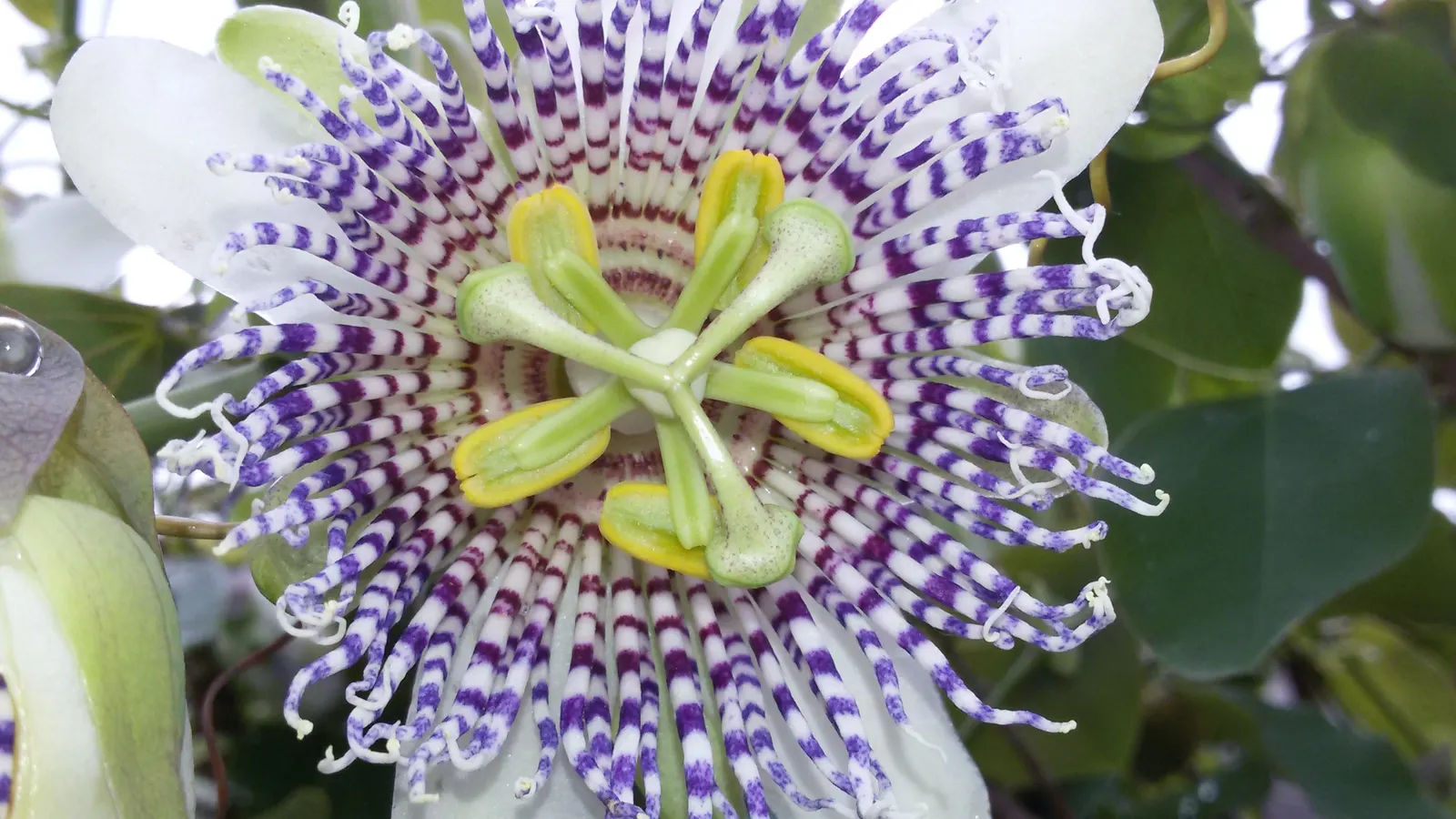 Passion Flower (Passiflora Membranacea) — These blossoms typically appear from mid-summer through early autumn