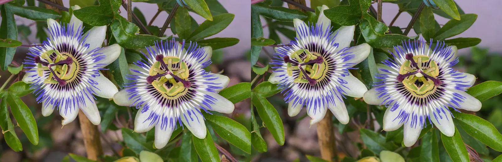Passion Flower (Passiflora Membranacea) — vine with green and multi-colored and violet and yellow blooms