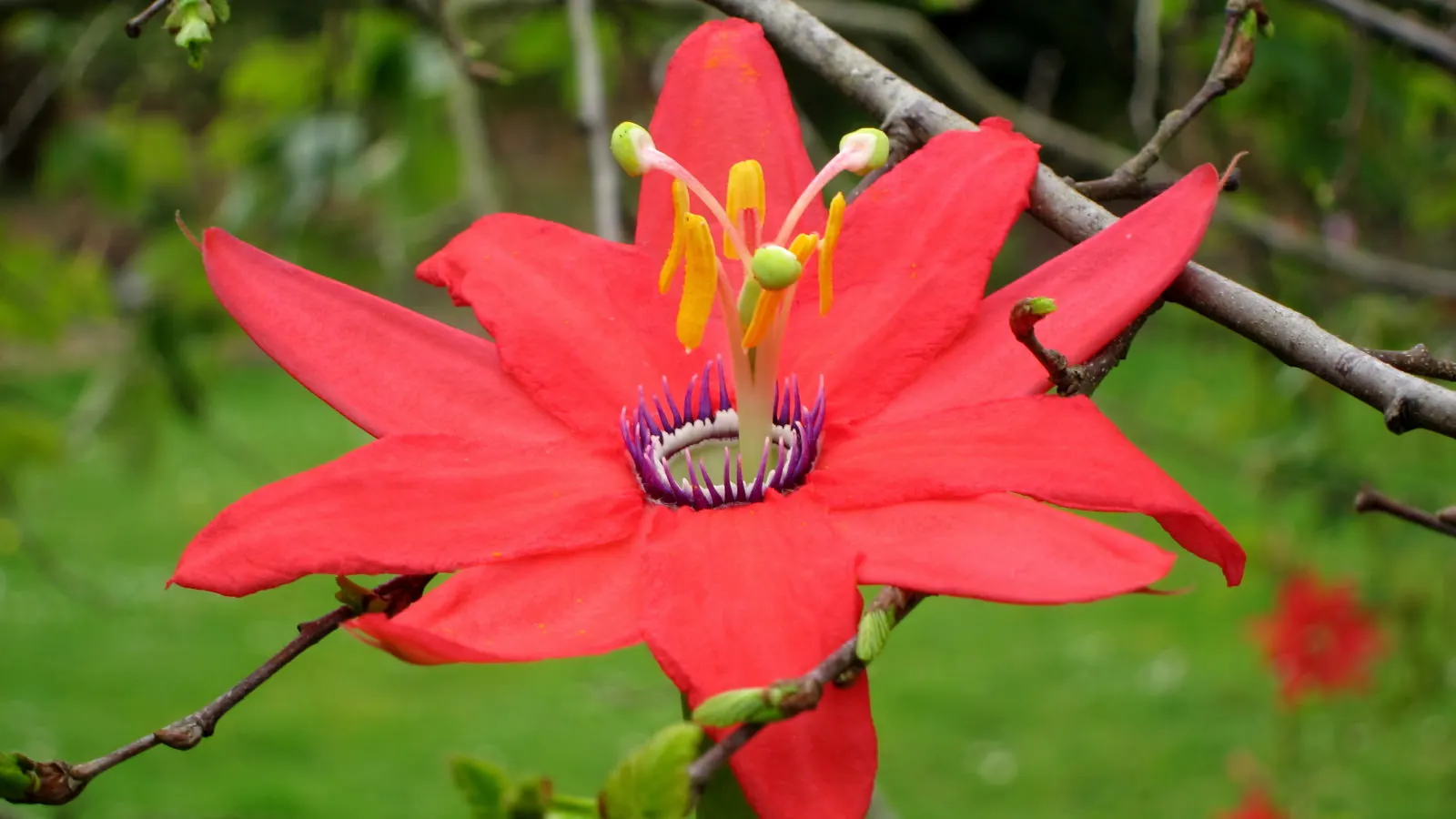 Passion Flower (Passiflora Membranacea) — is a lively climber with exquisitely complex flowers; this vigorous climber can quickly cover trellises, image 90