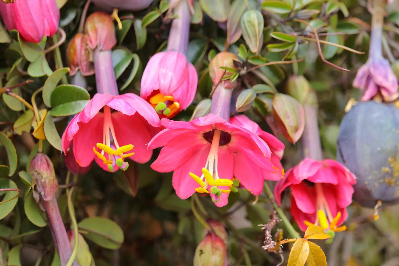 Passion Flower (Passiflora Membranacea) — This perennial thrives in full sun to partial shade; featuring a distinctive crown of violet filaments, image 48