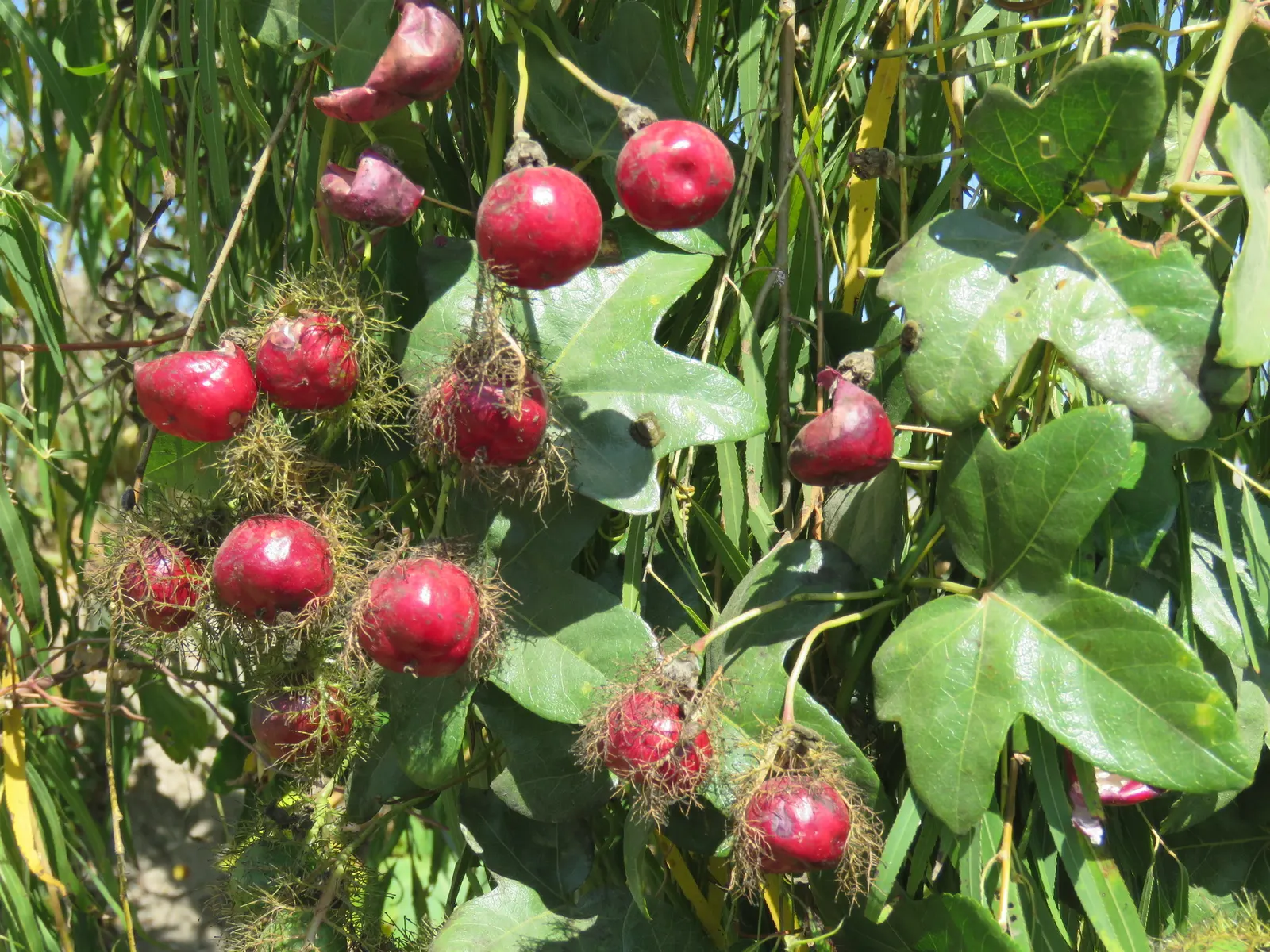 Passion Flower (Passiflora Membranacea) — Pruning in early spring can help maintain its shape and promote more vigorous growth; it prefers well-drained soil