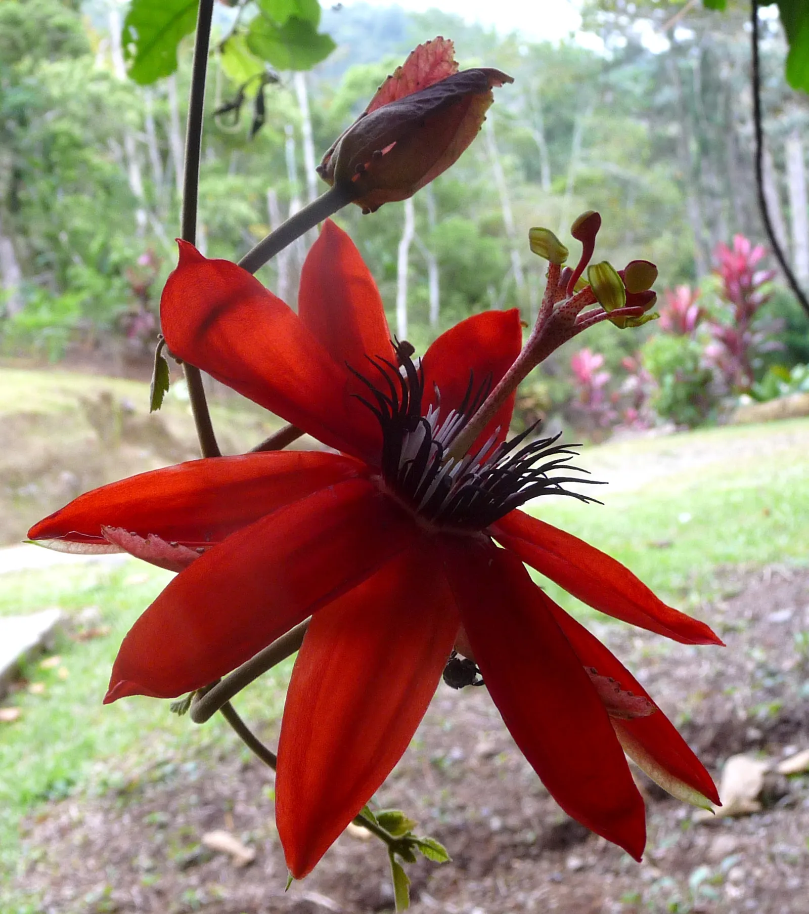 Passion Flower (Passiflora Membranacea) — These blossoms typically appear from mid-summer through early autumn; which is how it earned its common, image 59