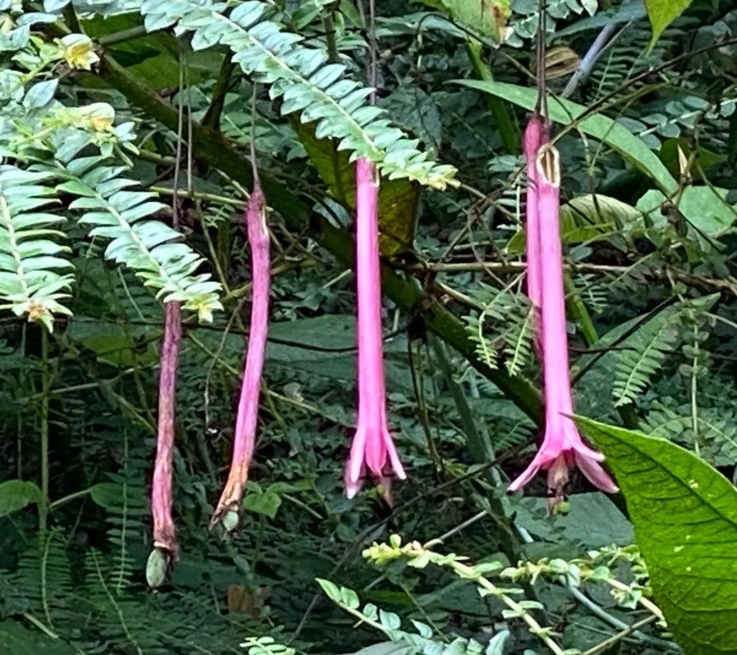 Passion Flower (Passiflora Membranacea) — vine with green and multi-colored and violet and yellow blooms; usually about 3 to 4 inches in diameter, image 65