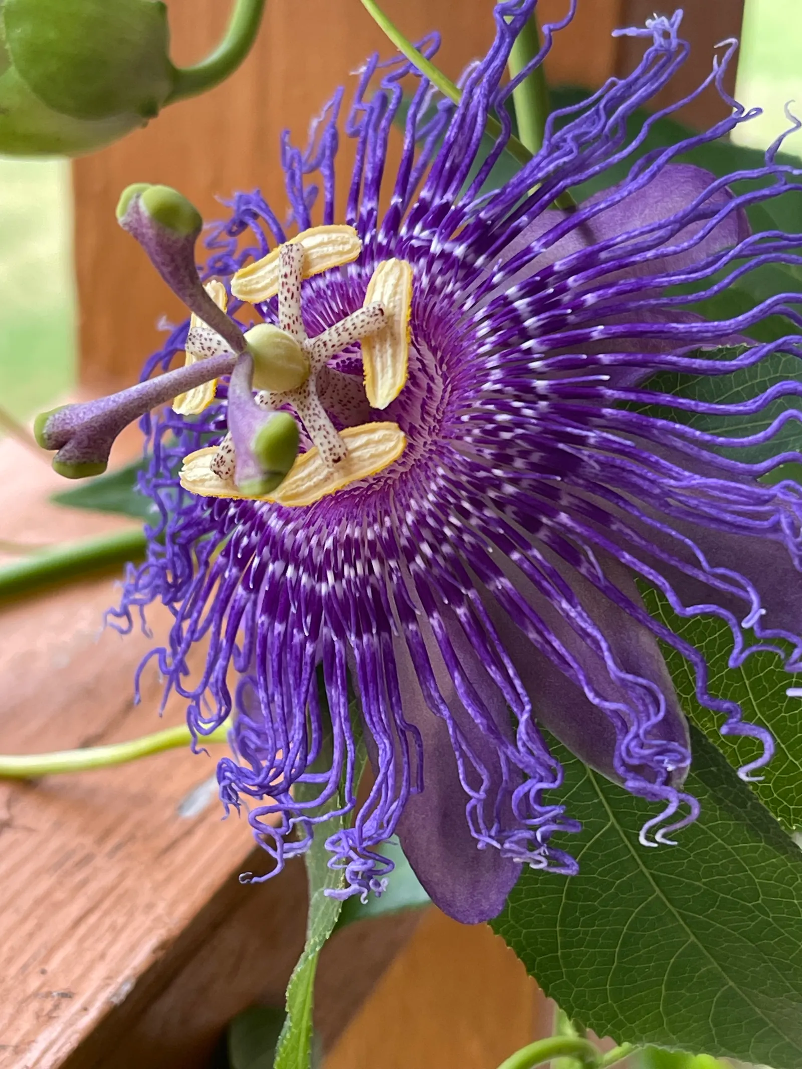 Passion Flower (Passiflora Membranacea) — commonly known as Passion Flower; this perennial thrives in full sun to partial shade, image 89