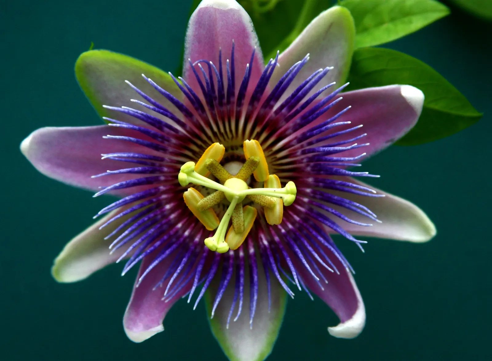 Passion Flower (Passiflora Membranacea) — is hardy in USDA zones 9-11; is a lively climber with exquisitely complex flowers, image 73