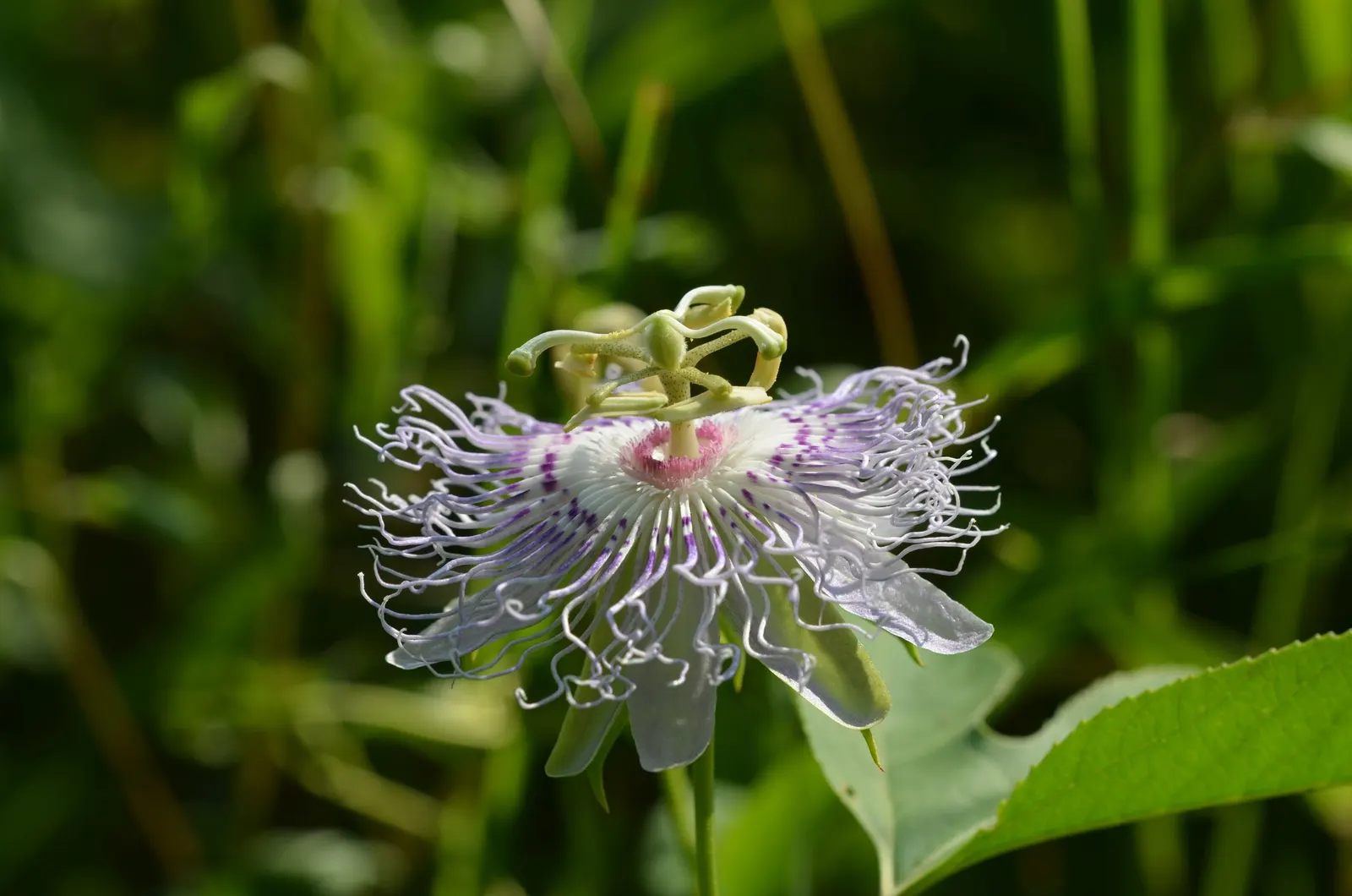 Passion Flower (Passiflora Membranacea) — featuring a distinctive crown of violet filaments atop 5 white petals; with these simple care guidelines