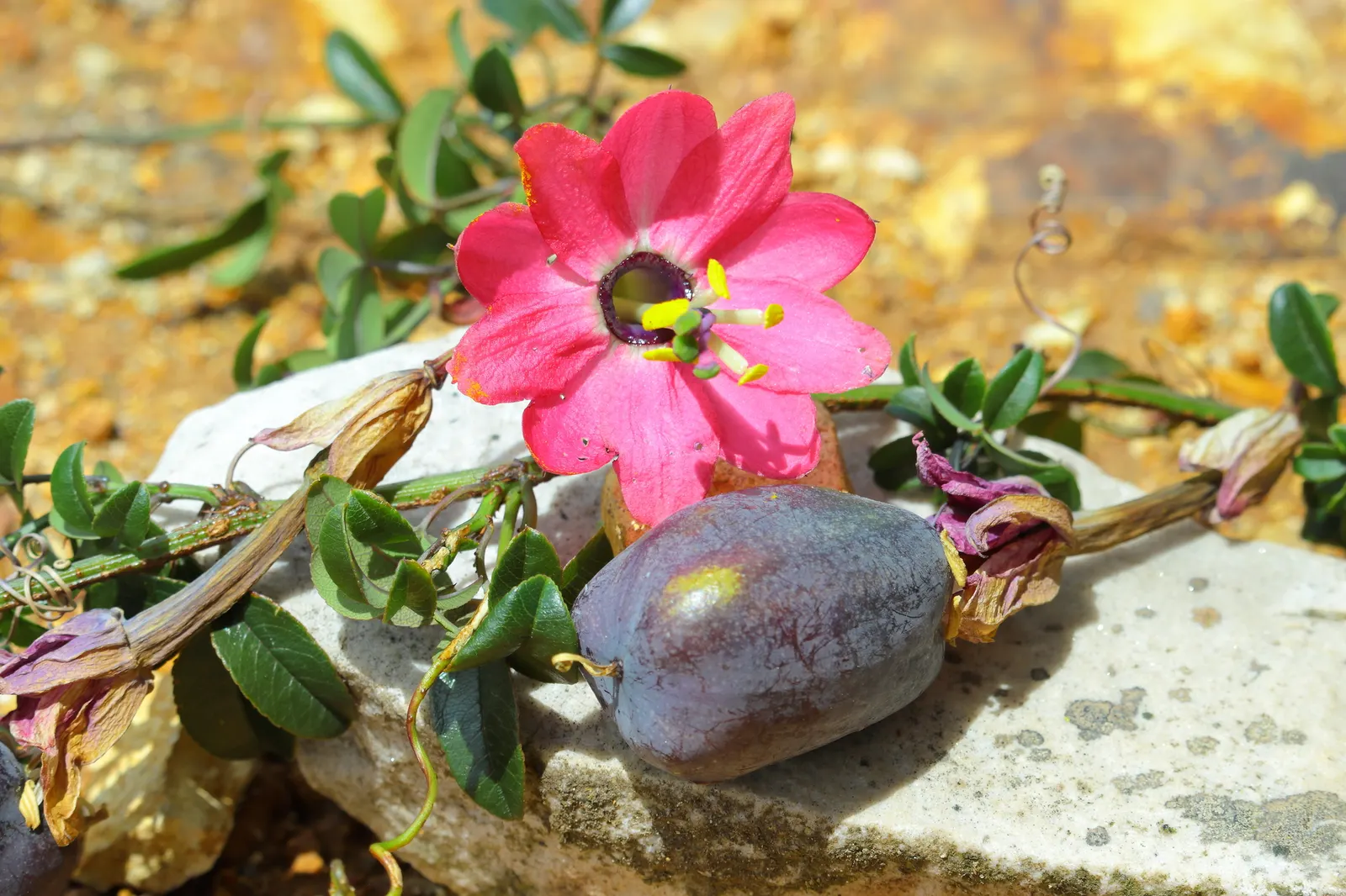Passion Flower (Passiflora Membranacea) — this vigorous climber can quickly cover trellises; and attracts pollinators such as butterflies and hummingbirds