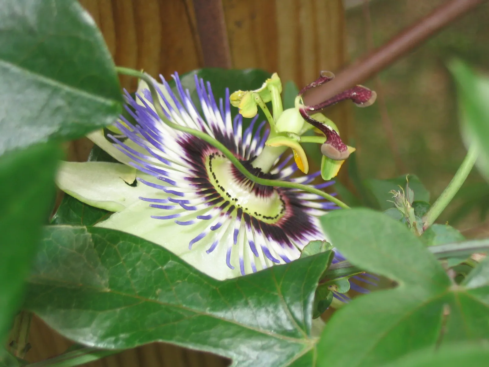 Passion Flower (Passiflora Membranacea) — is a captivating vine that introduces an exotic touch to any garden; this perennial is frost-sensitive, image 97