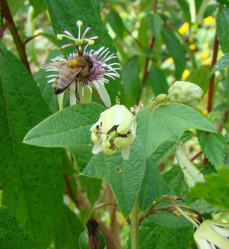 Passion Flower (Passiflora Membranacea) — Native to Central and South America; commonly known as Passion Flower, image 98