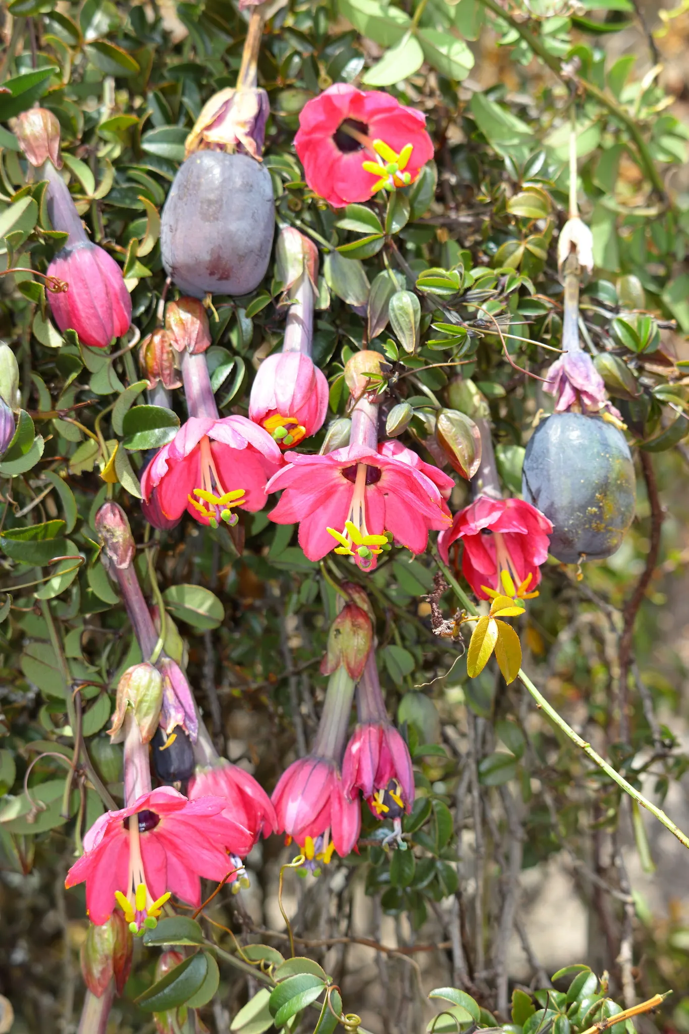 Passion Flower (Passiflora Membranacea) — Pruning in early spring can help maintain its shape and promote more vigorous growth