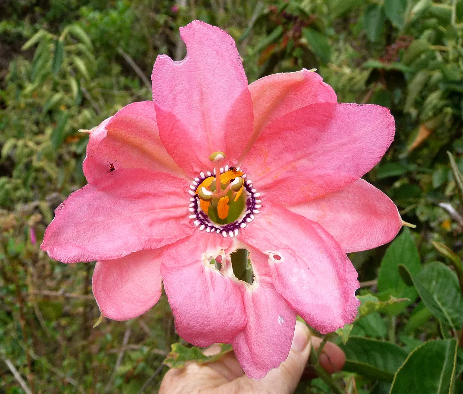 Passion Flower (Passiflora Membranacea) — This perennial is frost-sensitive; vine with green and multi-colored and violet and yellow blooms