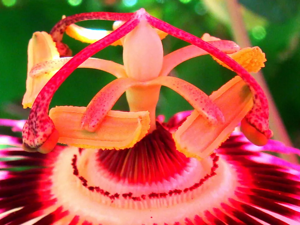 Passion Flower (Passiflora Membranacea) — is a captivating vine that introduces an exotic touch to any garden; this perennial is frost-sensitive, image 53