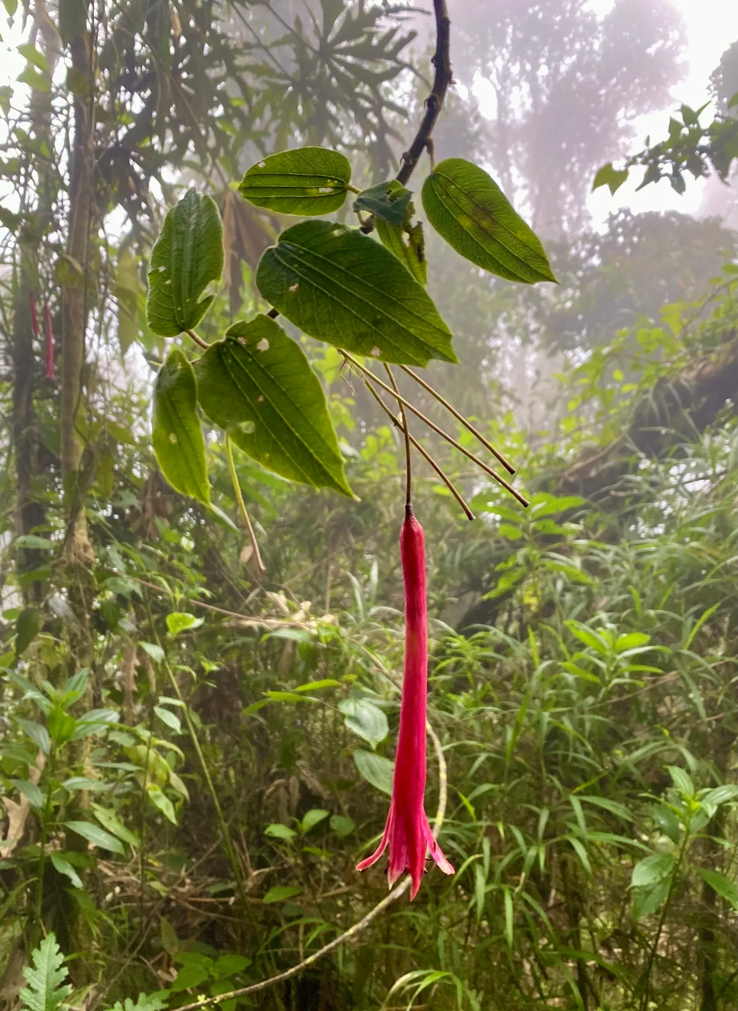 Passion Flower (Passiflora Membranacea) — vine for full