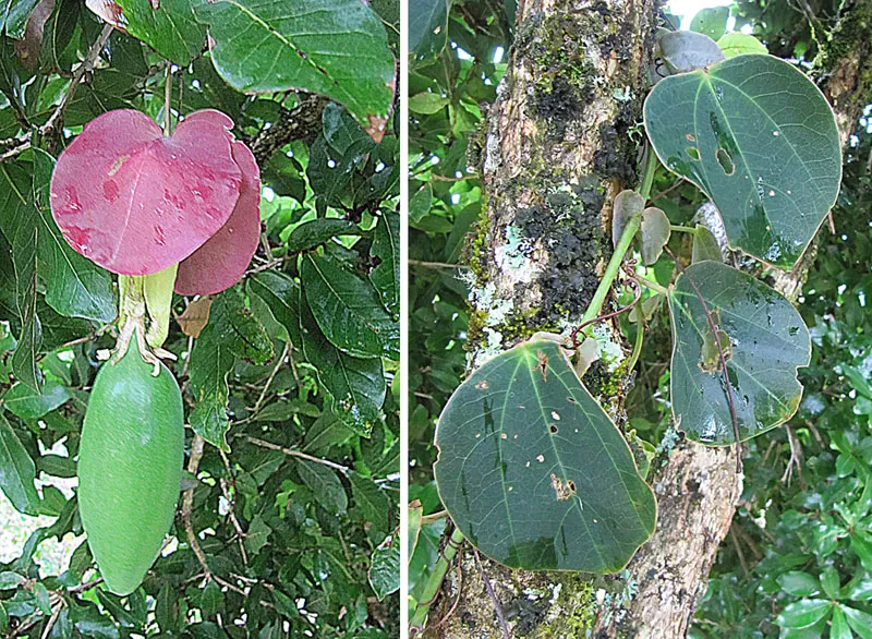 Passion Flower (Passiflora Membranacea) — featuring a distinctive crown of violet filaments atop 5 white petals; with these simple care guidelines, image 69