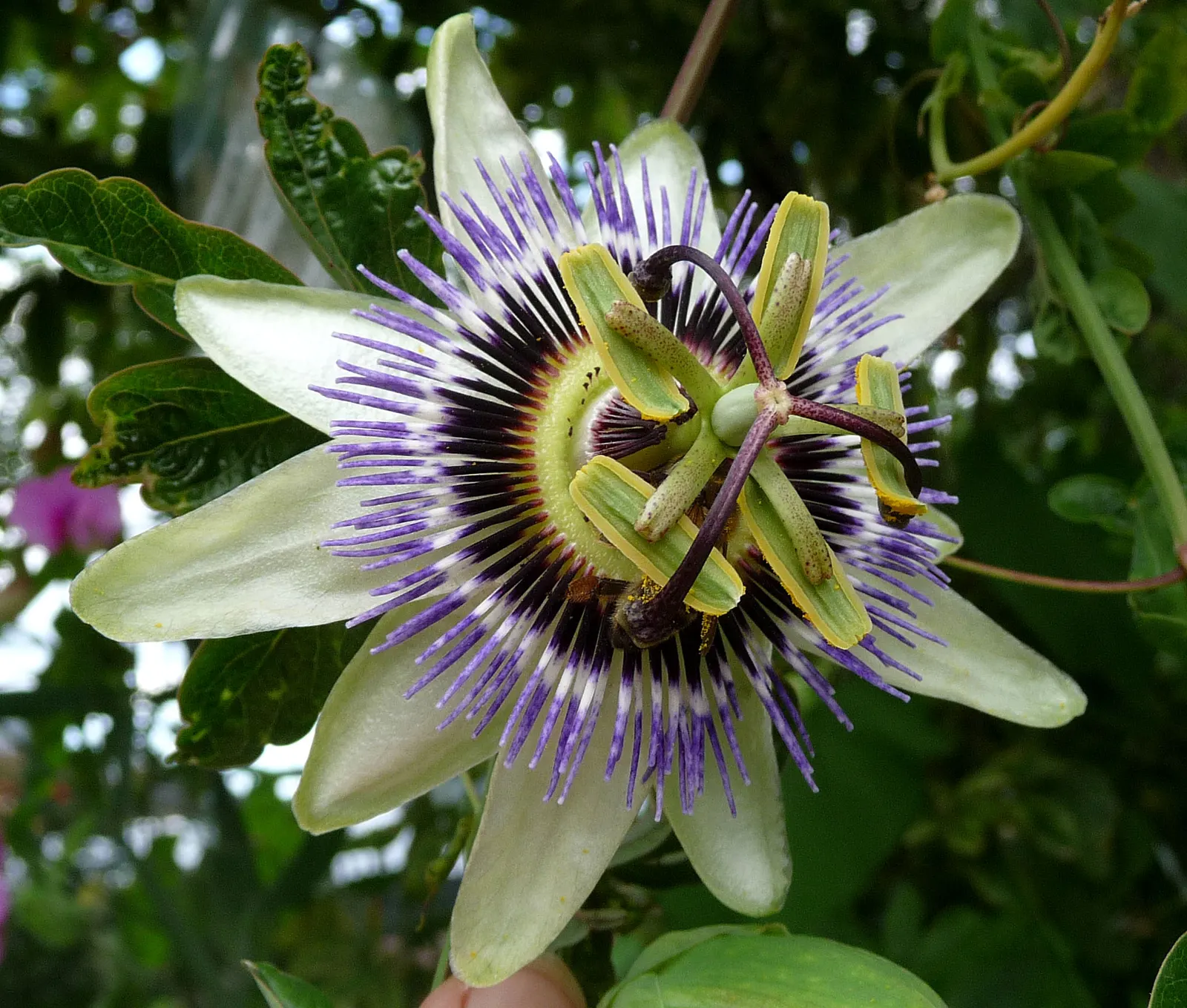Passion Flower (Passiflora Membranacea) — This perennial thrives in full sun to partial shade; featuring a distinctive crown of violet filaments, image 92