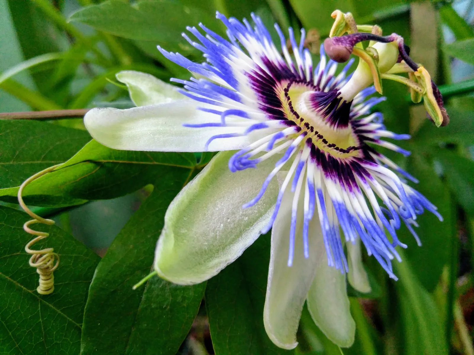 Passion Flower (Passiflora Membranacea) — is a lively climber with exquisitely complex flowers; this vigorous climber can quickly cover trellises, image 68