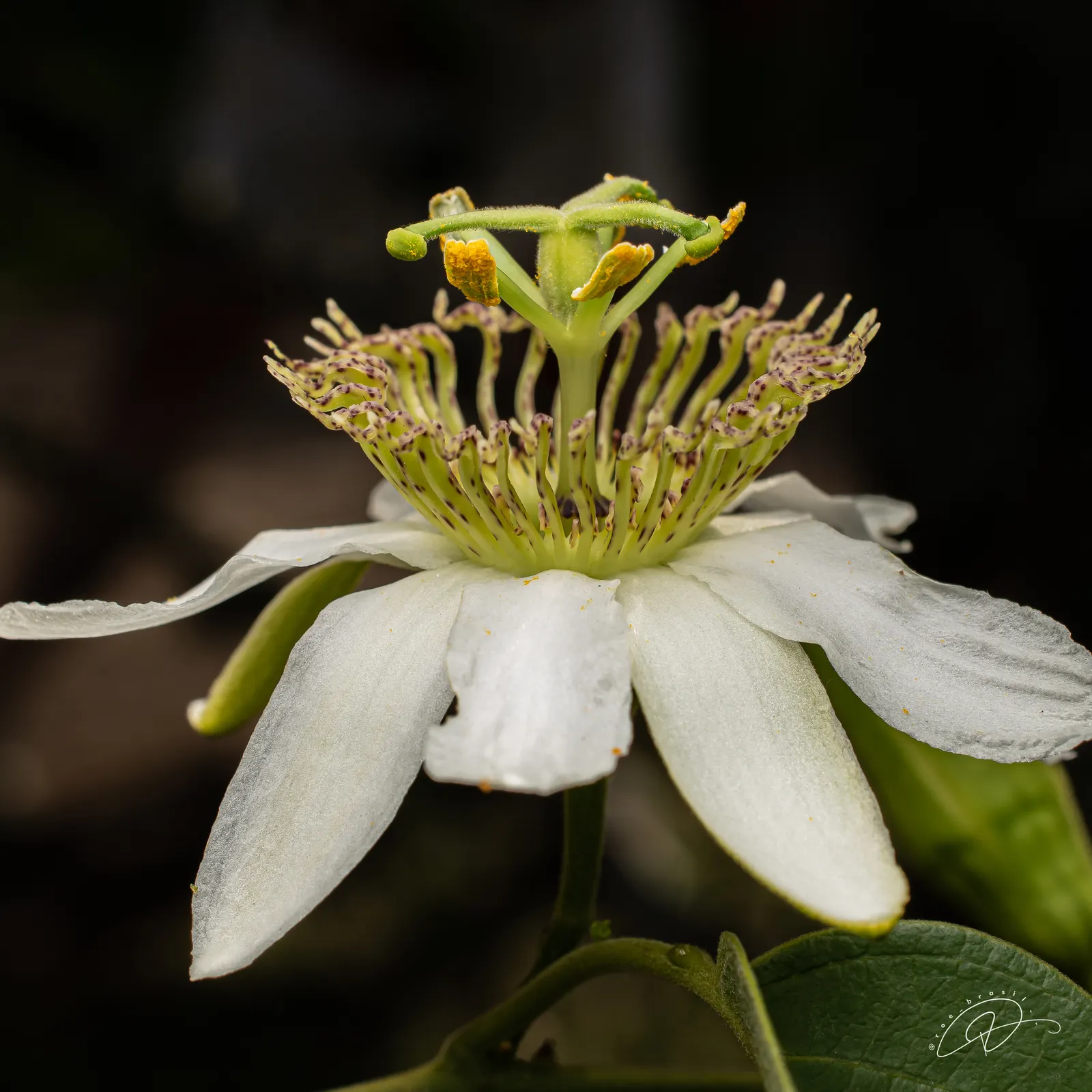 Passion Flower (Passiflora Membranacea) — usually about 3 to 4 inches in diameter; these blossoms typically appear from mid-summer through early, image 78