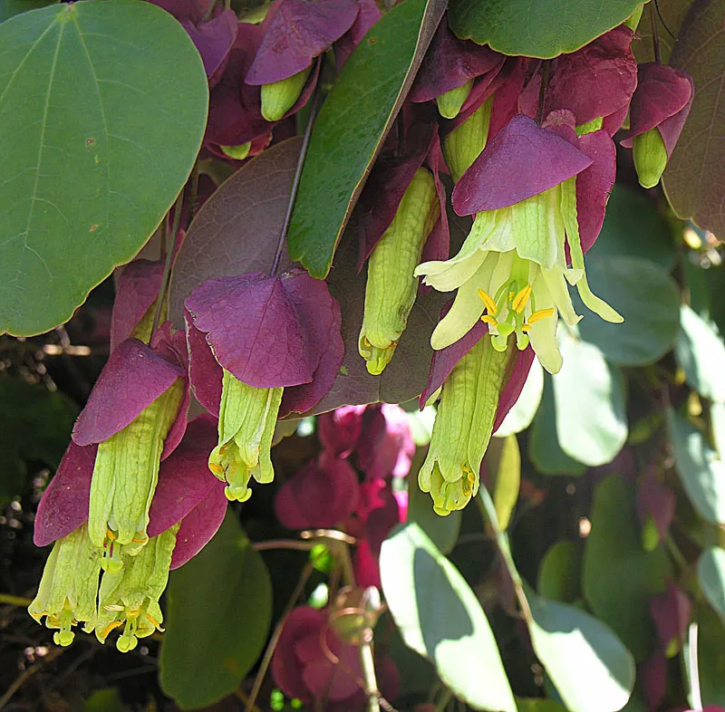 Passion Flower (Passiflora Membranacea) — These blossoms typically appear from mid-summer through early autumn; which is how it earned its common, image 81