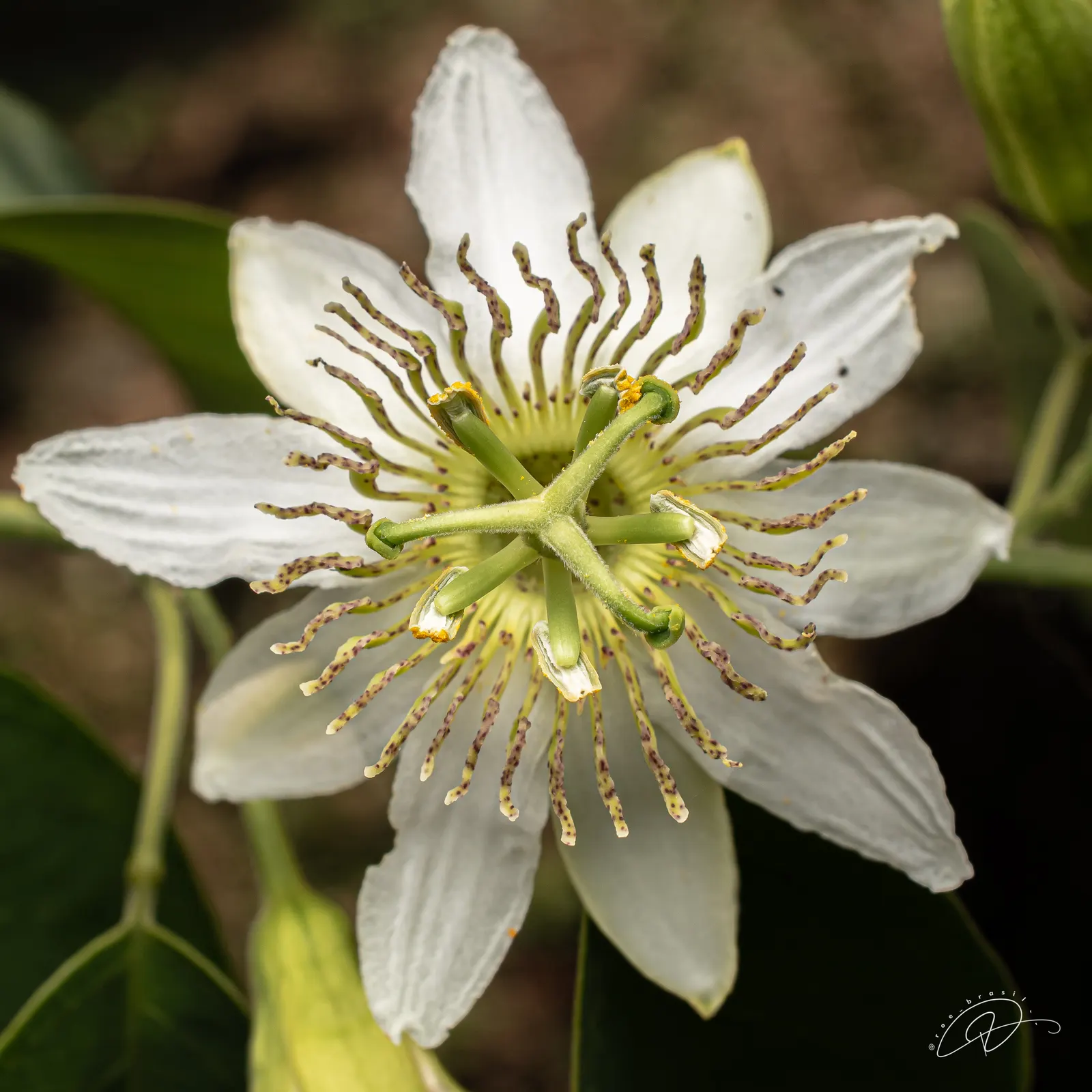 Passion Flower (Passiflora Membranacea) — It prefers well-drained soil; pruning in early spring can help maintain its shape and promote more, image 72