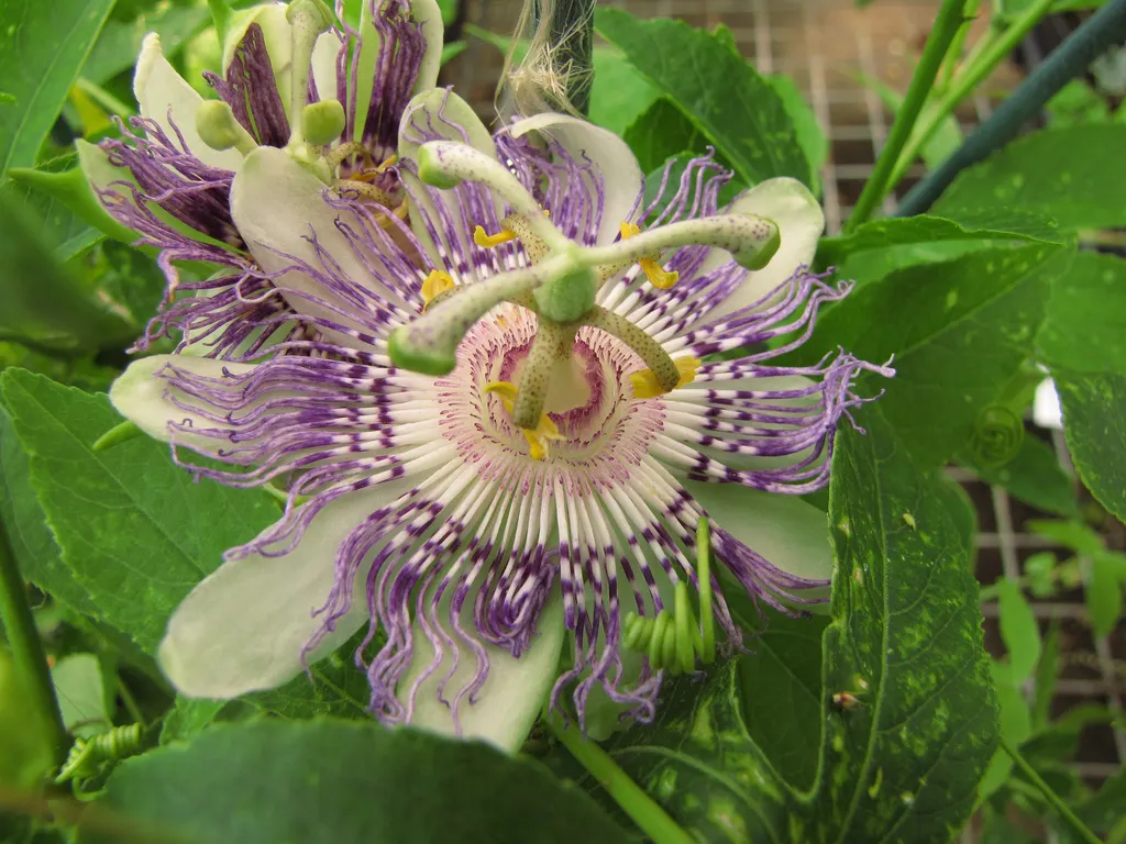 Passion Flower (Passiflora Membranacea) — green and multi-colored and violet and yellow flowers in the garden