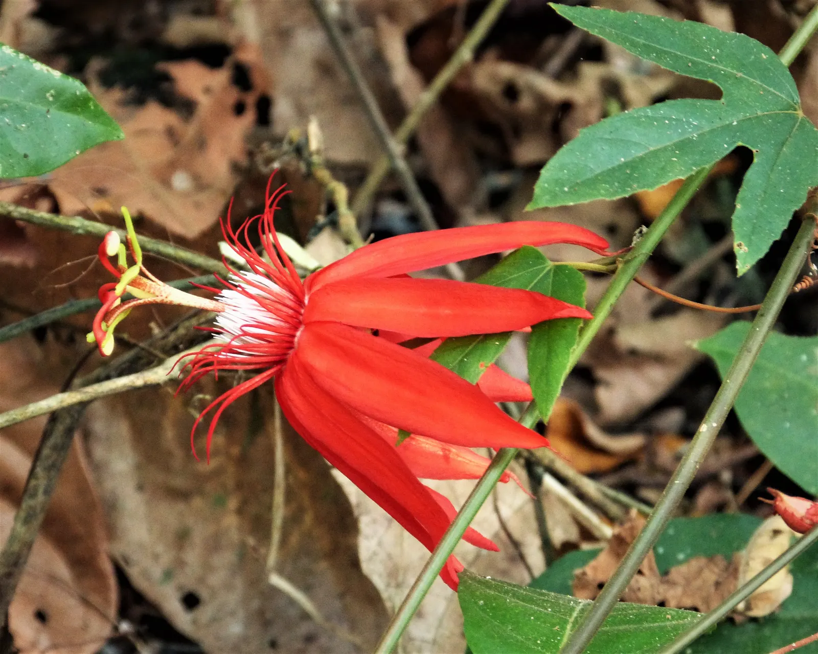Passion Flower (Passiflora Membranacea) — It prefers well-drained soil; pruning in early spring can help maintain its shape and promote more, image 94