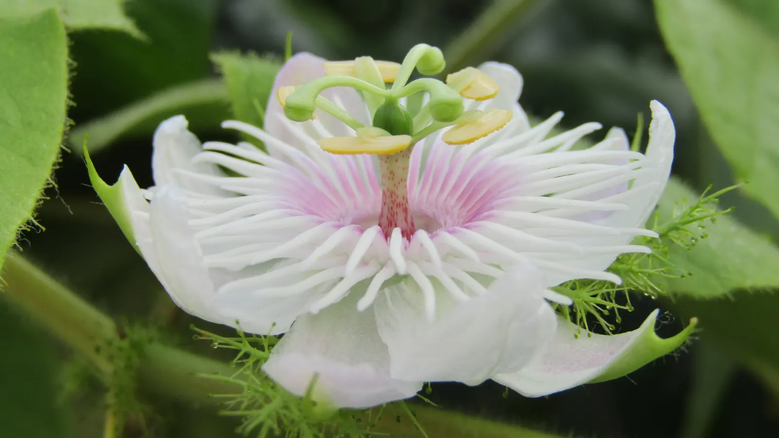 Passion Flower (Passiflora Membranacea) — featuring a distinctive crown of violet filaments atop 5 white petals; with these simple care guidelines, image 91