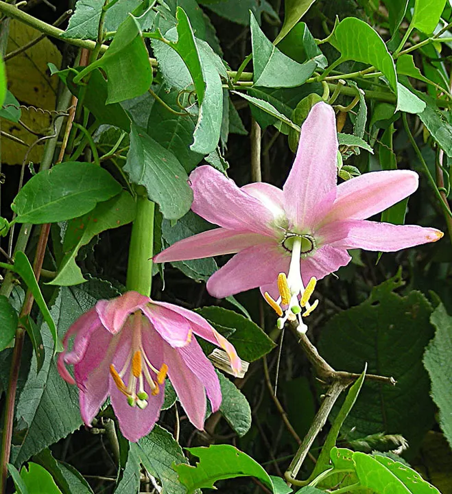 Passion Flower (Passiflora Membranacea) — is hardy in USDA zones 9-11; is a lively climber with exquisitely complex flowers, image 51