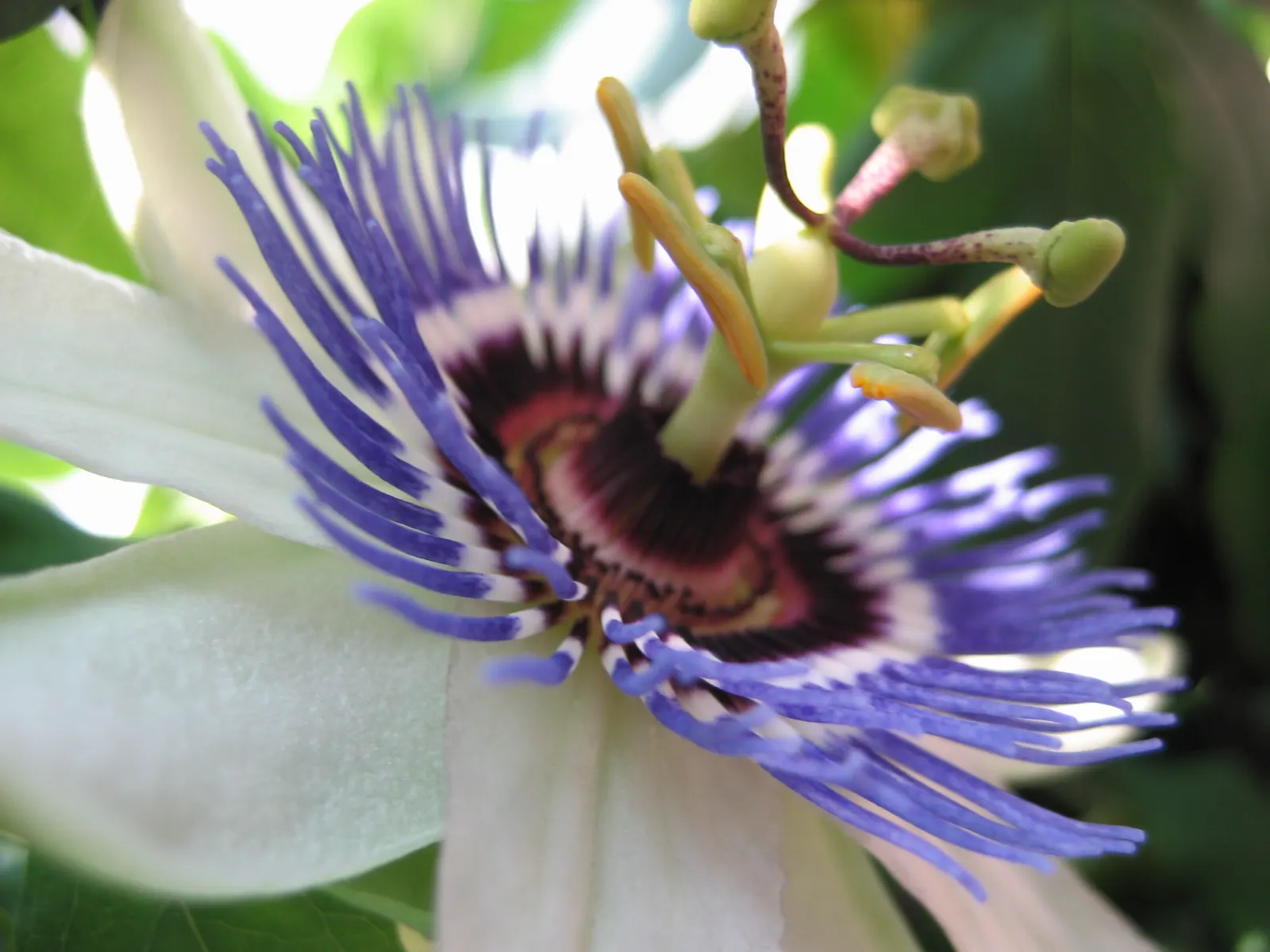 Passion Flower (Passiflora Membranacea) — is a captivating vine that introduces an exotic touch to any garden; this perennial is frost-sensitive, image 75