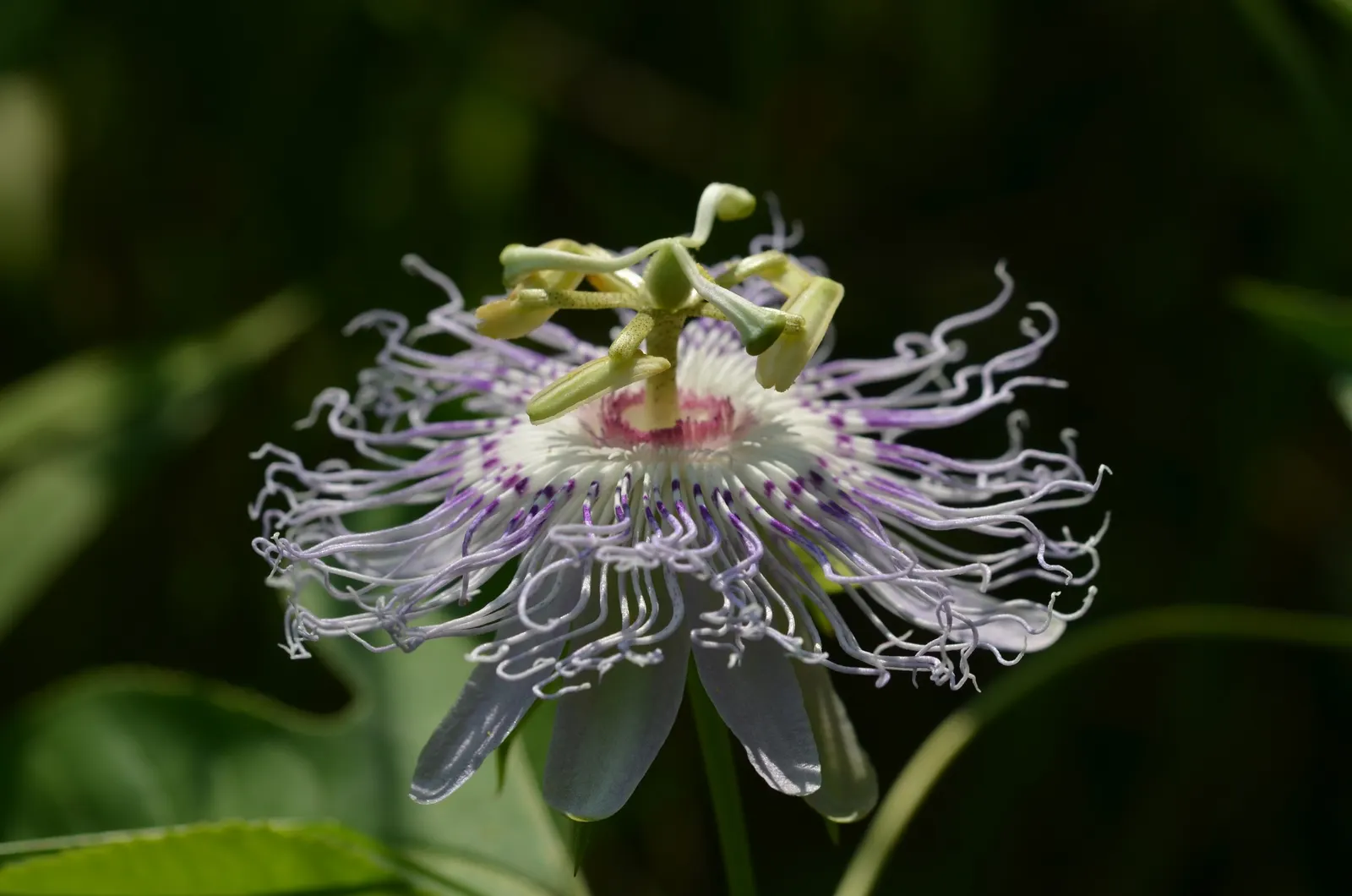 Passion Flower (Passiflora Membranacea) — a design that's often associated with the crucifixion of Christ