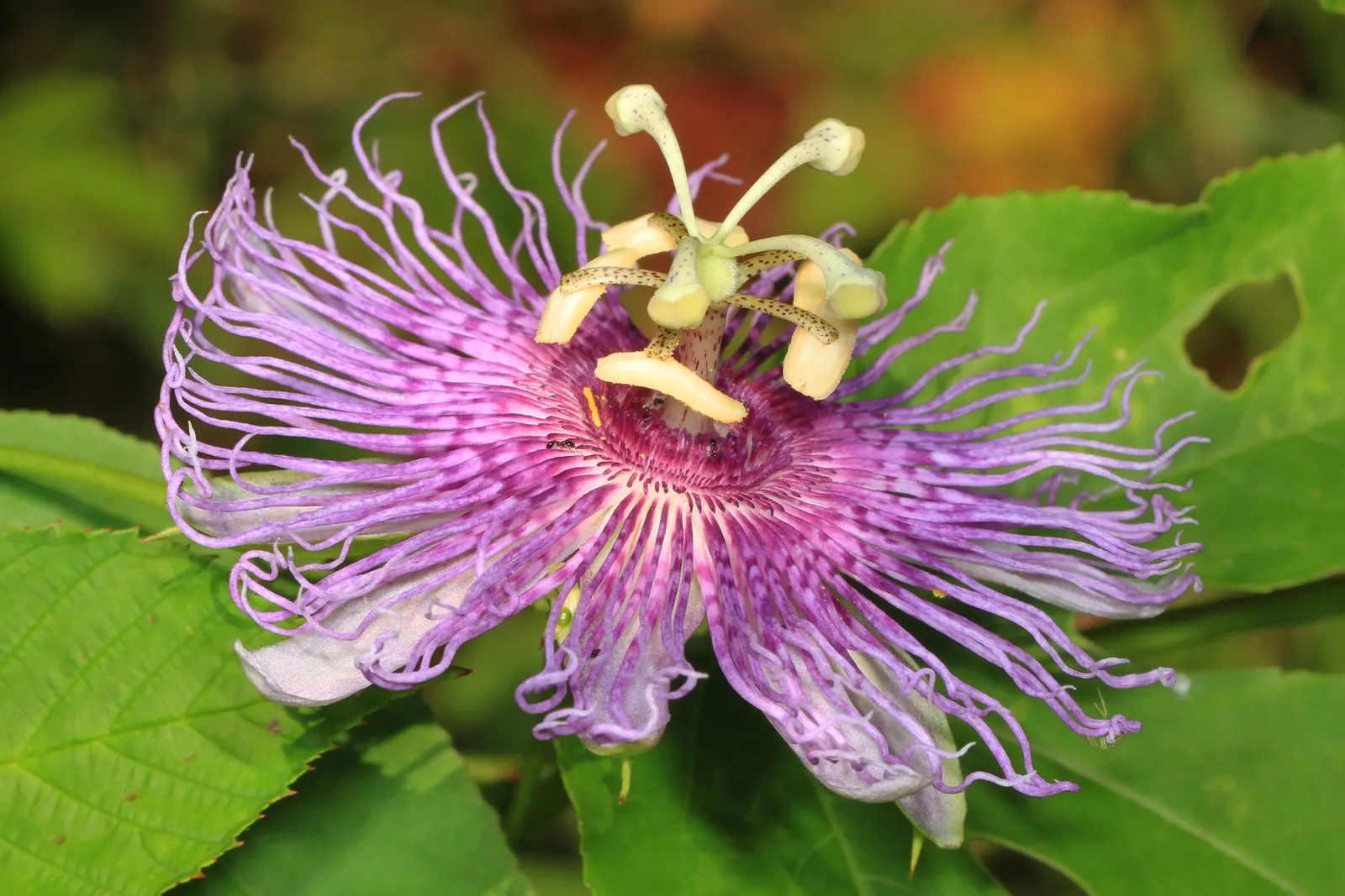 Passion Flower (Passiflora Membranacea) — featuring a distinctive crown of violet filaments atop 5 white petals; with these simple care guidelines, image 47