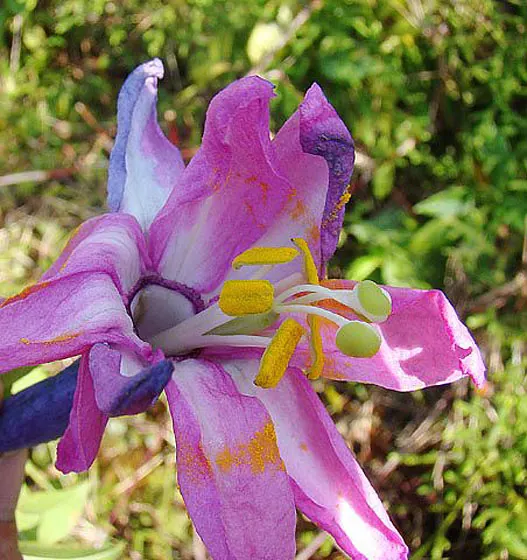 Passion Flower (Passiflora Membranacea) — the Passion Flower will be a spectacular and engaging centerpiece in any landscape design