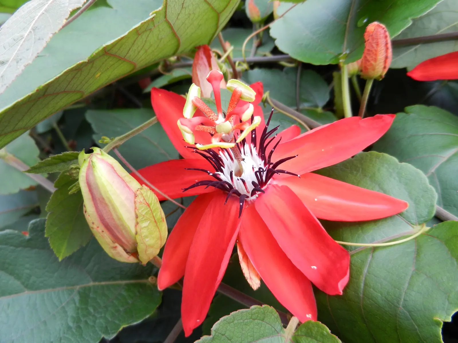 Passion Flower (Passiflora Membranacea) — this vigorous climber can quickly cover trellises
