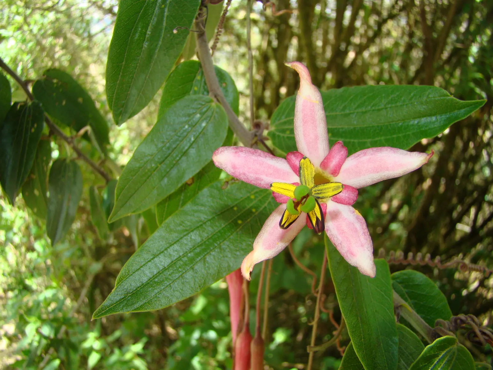 Passion Flower (Passiflora Membranacea) — and attracts pollinators such as butterflies and hummingbirds; is a captivating vine that introduces an, image 96