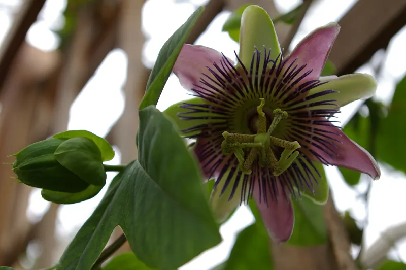 Passion Flower (Passiflora Membranacea) — green and multi-colored and violet and yellow flowers in the garden; achieving a spread of up to 6 feet, image 86