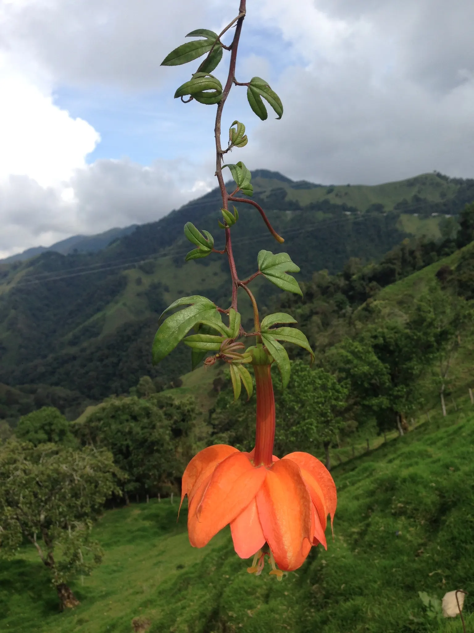 Passion Flower (Passiflora Membranacea) — and attracts pollinators such as butterflies and hummingbirds