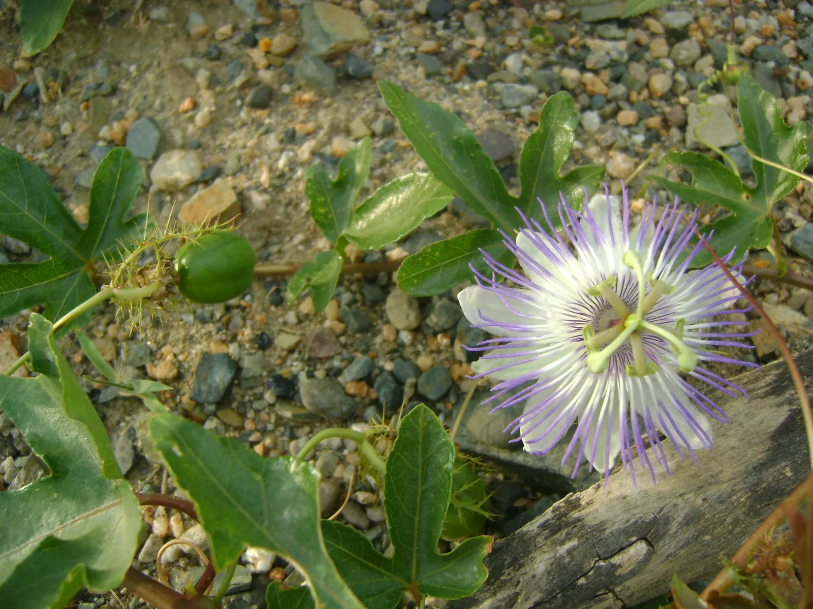 Passion Flower (Passiflora Membranacea) — This perennial is frost-sensitive; vine with green and multi-colored and violet and yellow blooms, image 60